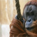 Orang-Utan