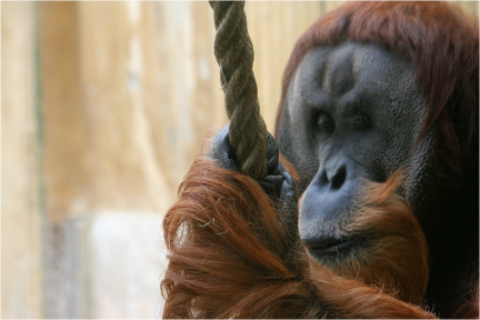 Orang-Utan