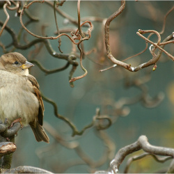 Vögel