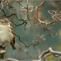 Spatz