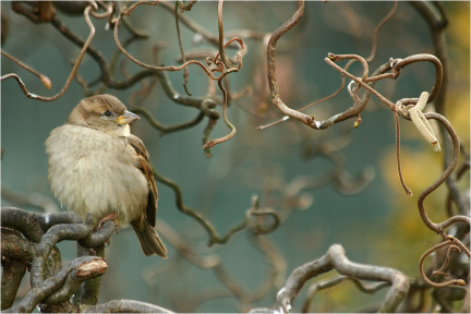 Spatz