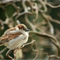 Spatz