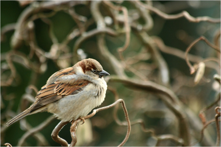 Spatz