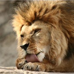 Löwen
