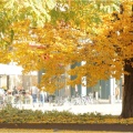 Ein Herbsttag in Dresden