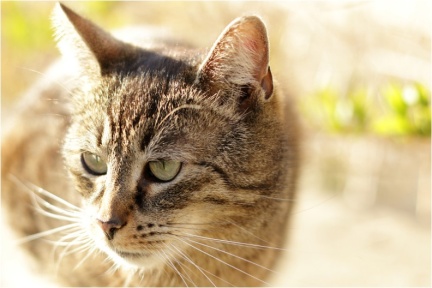 Kater