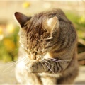 Kater