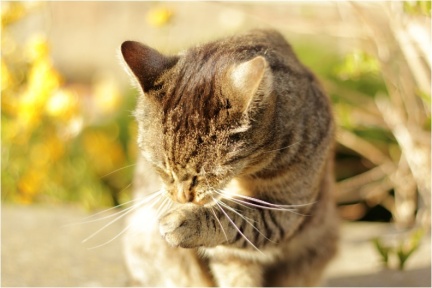 Kater