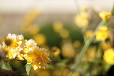 Ranunkelstrauch (Kerria japonica)