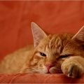 gelangweilter Kater (bunt)