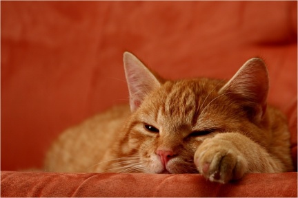 gelangweilter Kater (bunt)