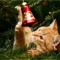 Kater im  Weihnachtsbaum