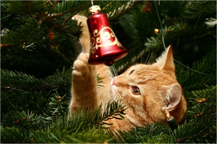 Kater im  Weihnachtsbaum