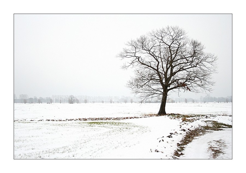 winter_baum.jpg