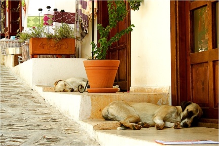schlafende Hunde