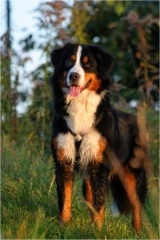 Berner Sennenhund