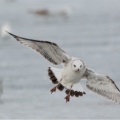 Möwe