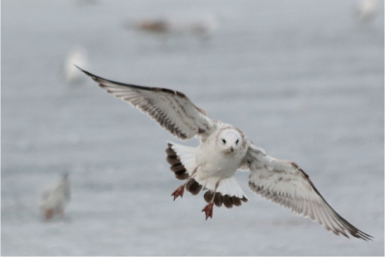 Möwe