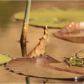 Frosch auf Blatt