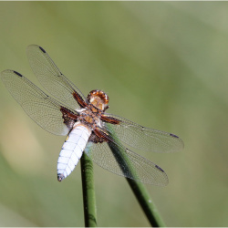 Insekten