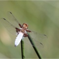 Plattbauchlibelle