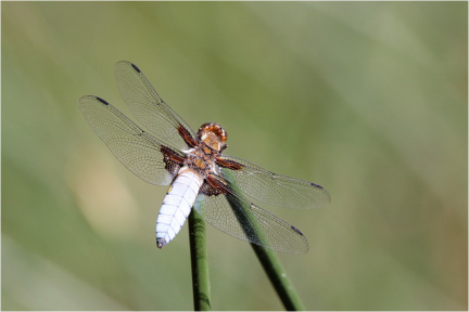 Plattbauchlibelle