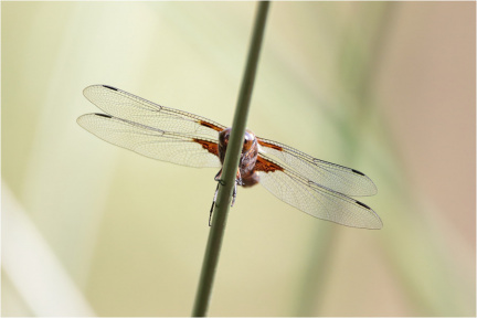 Plattbauchlibelle