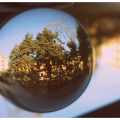 Baum im Glas