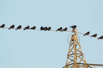 Vögel aufgereiht ;-)