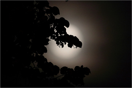 Blätter vor Mond