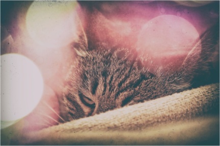 Kater