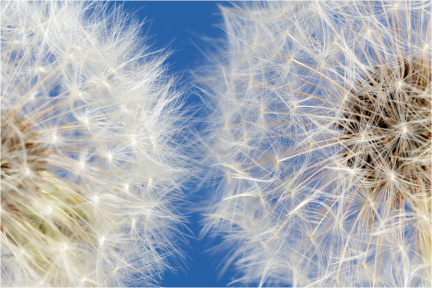 Pusteblumen