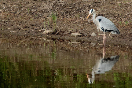 Spieglung