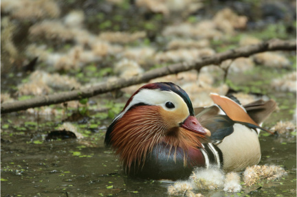 Ente ;-)
