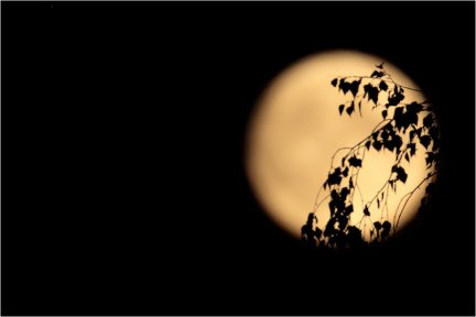 Mond