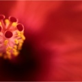 rot 2