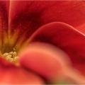 Blüte