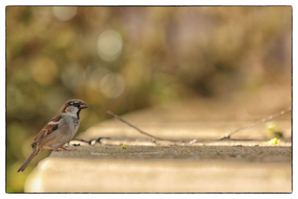 Spatz