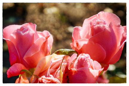 Rosa Rosen